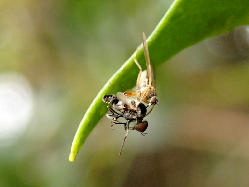 Simulidae in atteggiamento strano